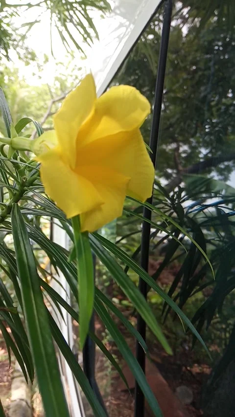 Flowers yelow Stock Footage 226583536