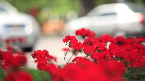 Flowers in Yerevan Stock Footage 78030563