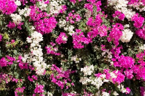 Flowers for your design Stock Photos