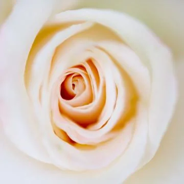Flowers for your design Stock Photos