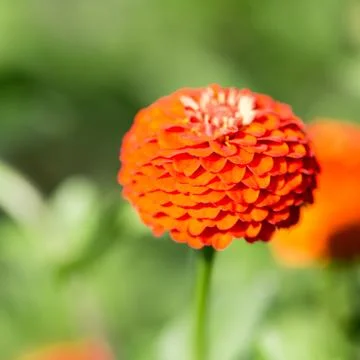 Flowers for your design Stock Photos