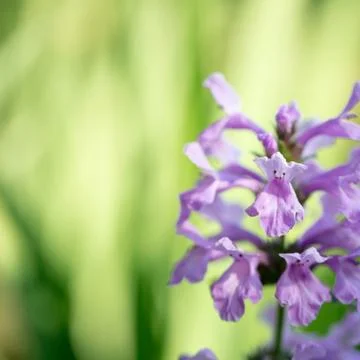 Flowers for your design Stock Photos