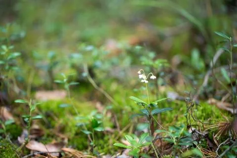 Flowers for your design Stock Photos