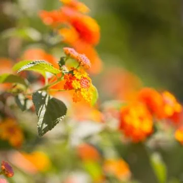 Flowers for your design Stock Photos
