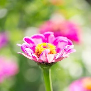 Flowers for your design Stock Photos