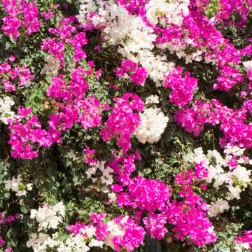 Flowers for your design Stock Photos