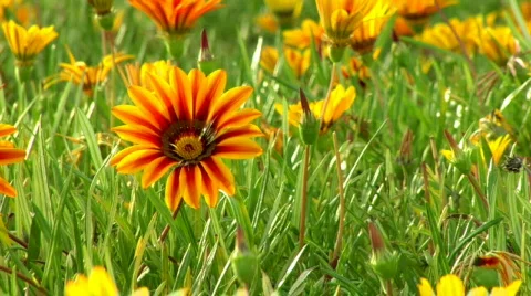 Flowers01 Stock Footage 66988