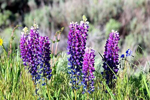 Flowers0289 Stock Photos