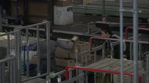 Flowers03.mp4 Stock Footage 11248672