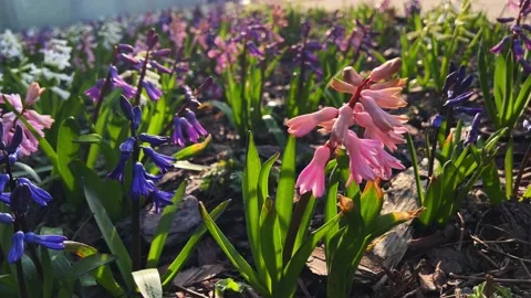 Flowers1 Stock Footage 238383488