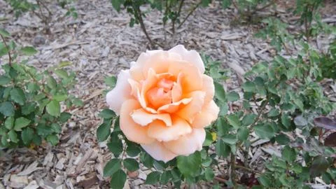 Flowers1 写真素材