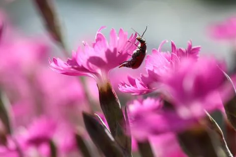Flowers1 스톡 사진