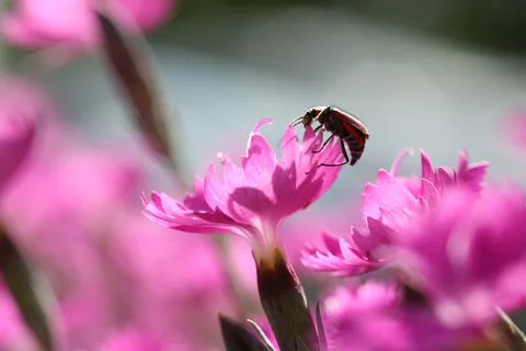 Flowers13 Stock Photos