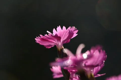 Flowers15 Stock Photos