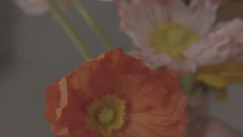 Flowers1c Stock Footage 170771099