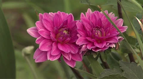 Flowers2 Video stock 25997626