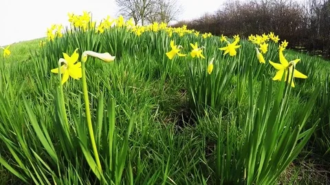 Flowers2 Stock Footage 77230843