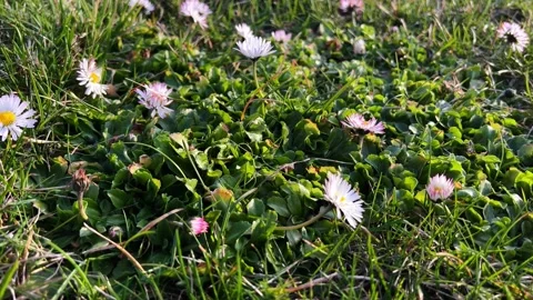 Flowers2 Stock Footage 238384262