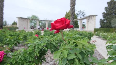 Flowers2 写真素材