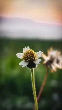 Flowers2 Stock Photos