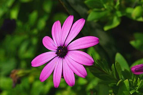 Flowers24 Stock Photos