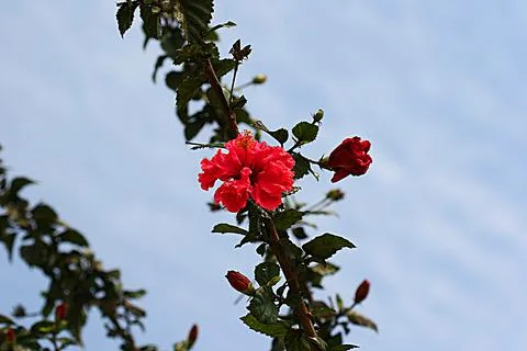 Flowers25 Stock Photos