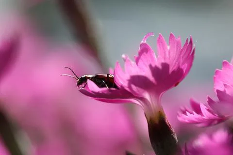 Flowers3 Stock Photos