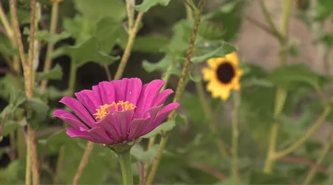 Flowers4 Video stock 25997670