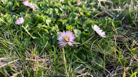 Flowers4 Video stock 238393655