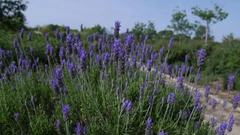 Flowers4 写真素材