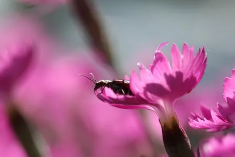 Flowers4 Stock Photos