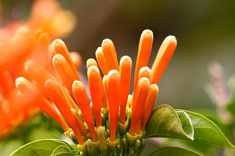 Flowers48 Foto stock