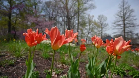 Flowers4K01 Stock Footage 168325965