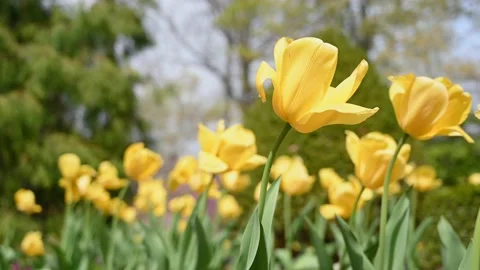 Flowers4K02 Stock Footage 168325967