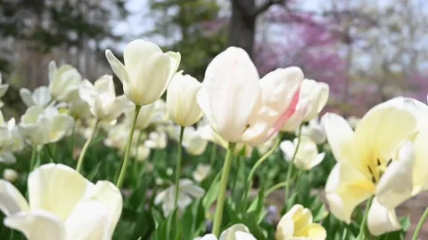 Flowers4K03 Stock Footage 168325968