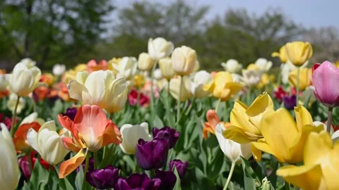 Flowers4K04 Stock Footage 168325964