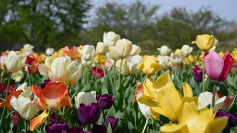 Flowers4K05 Stock Footage 168325966