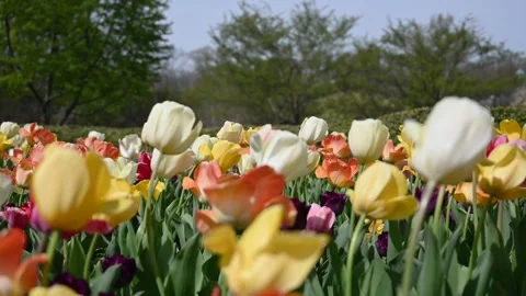 Flowers4K06 Stock Footage 168325970