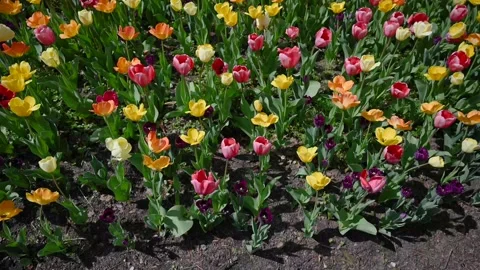 Flowers4K07 Video stock 168325971