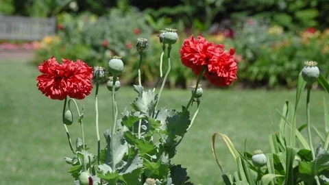 Flowers4K08 Stock Footage 168325972