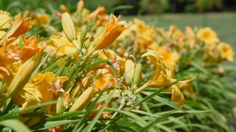 Flowers4K09 Stock Footage 168325973