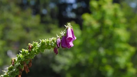 Flowers4K10 Stock Footage 168325974