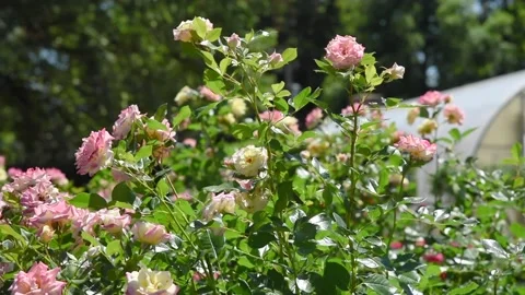 Flowers4K11 Stock Footage 168325977