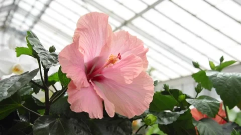 Flowers4K12 Video stock 168325975