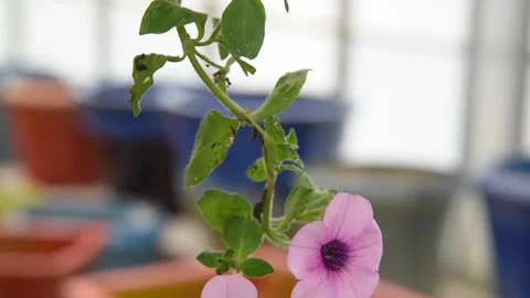 Flowers4K13 Stock Footage 168325976