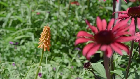 Flowers4K14 Stock Footage 168325978