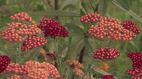 Flowers5 Video stock 25997832