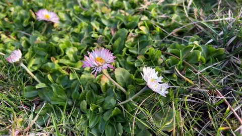 Flowers5 Stock Footage 238393005