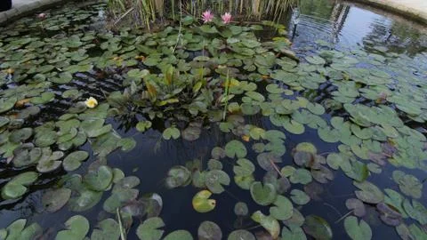 Flowers5 写真素材