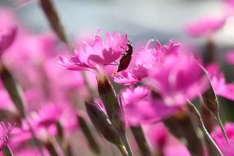 Flowers5 Stock Photos